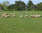 Campsite Belle Ile Trion Guen